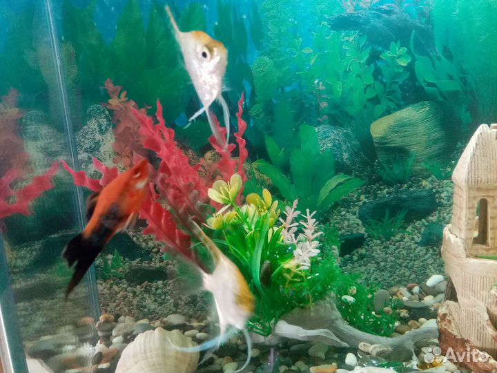 Аквариум 60л