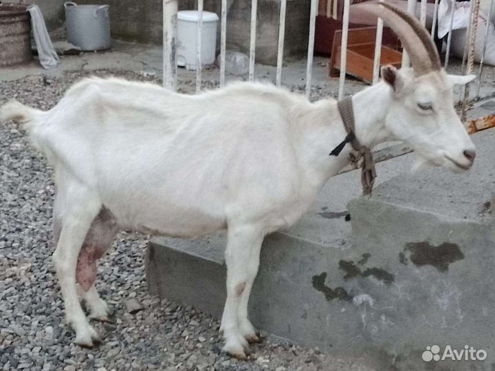 Коза дойная