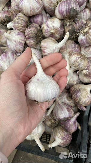 Чеснок
