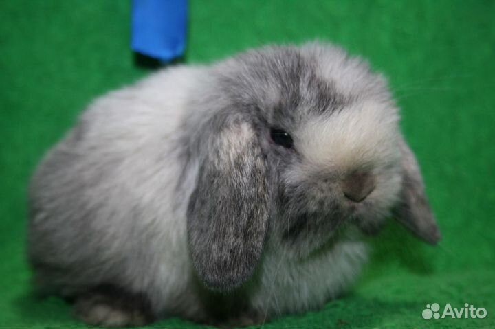 Минор, рекс. Доставка по России