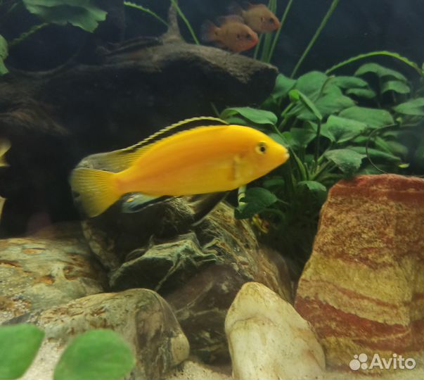 Цихлида Лабидохромис еллоу самец