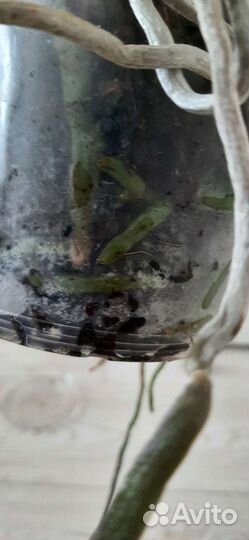 Орхидея фаленопсис Magic Art