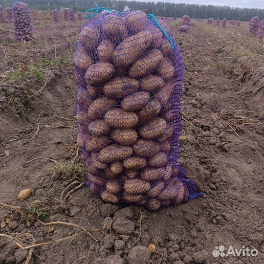 Картофель королева Анна,Гала