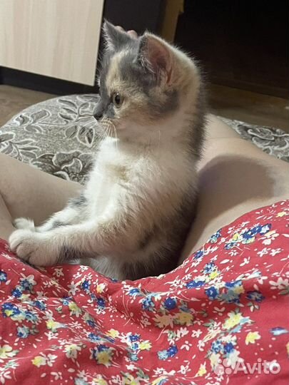 Кошка в добрые руки