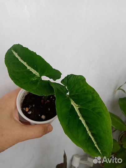 Комнатные растения сингониум венланда