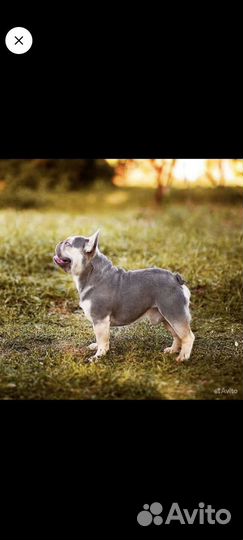 Шикарный лиловый французский бульдог вязка, щенки