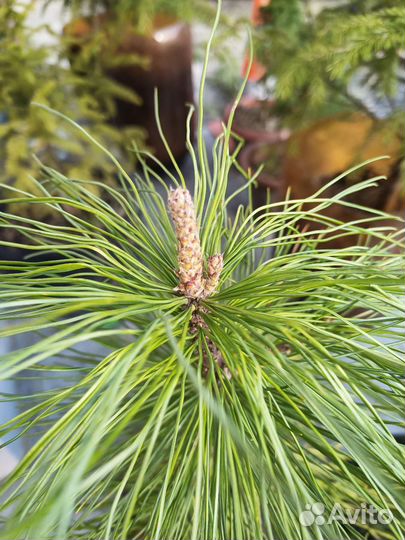 Саженцы сибирского кедра