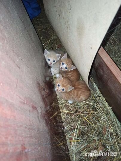 Котята в добрые руки