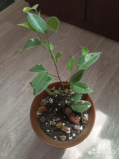 Фикус бенджамина