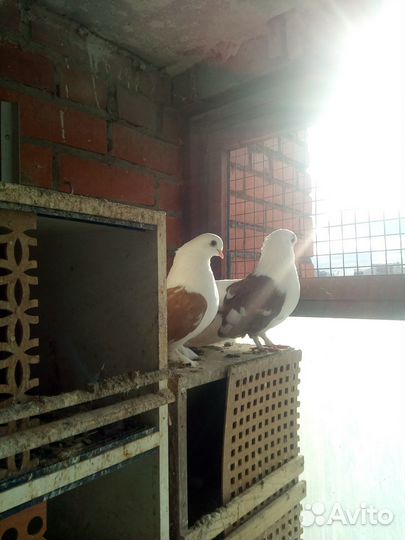 Статные голуби