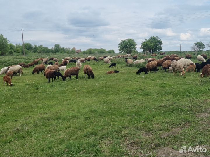 Овцы бараны ягнята оптом