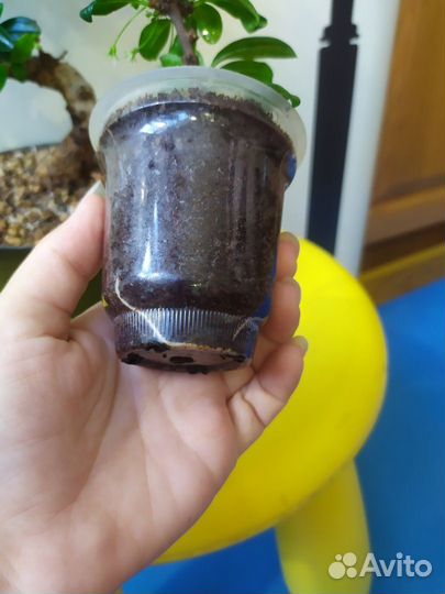 Кармона бонсай