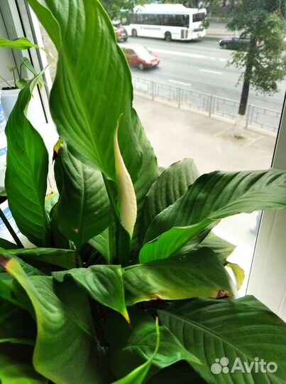 Женское счастье 