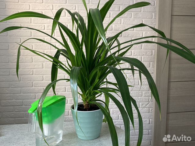 Большое растение в горшке купить в Калининграде | Товары для дома и ...