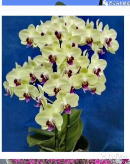 Орхидея фаленопсис 2,8 с двумя цветоносами