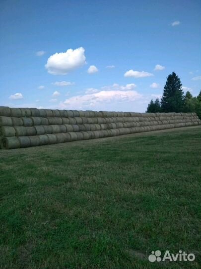 Сено в рулонах по 300-350кг