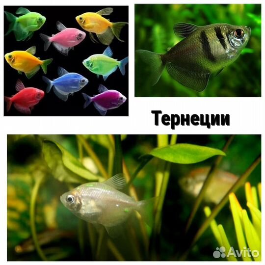 Тернеции, барбусы