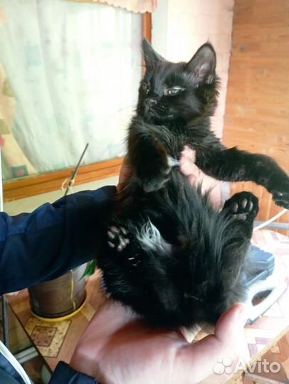 Животные в добрые руки