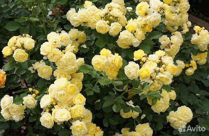 Роза Comtesse Du Barry/Комтесс дю Барри флорибунда