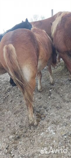 Жеребчик на племя 1.5 года