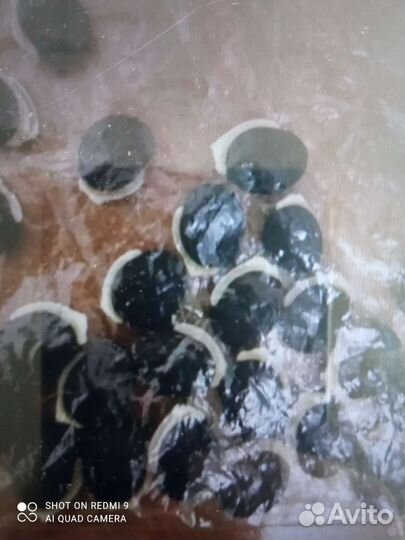 Долихос, Ниагарский водопад