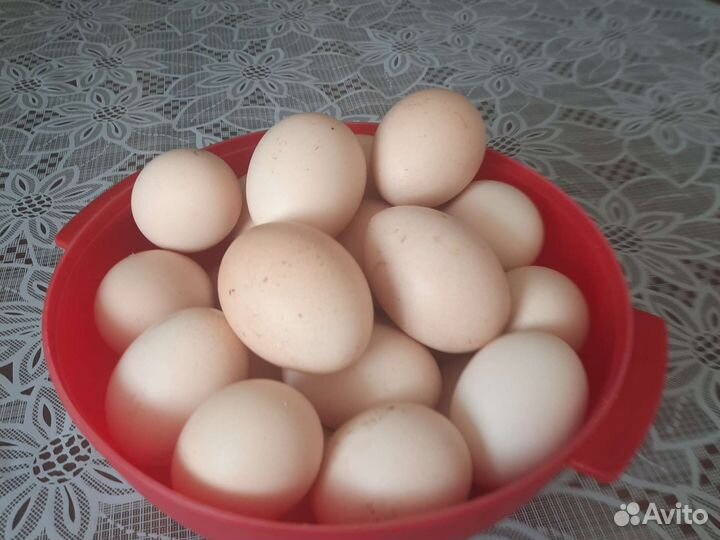 Домашние куриные яйца