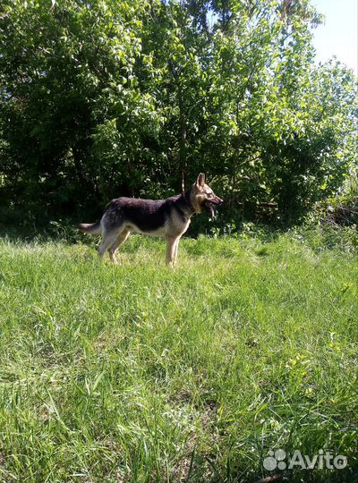 Восточноевропейская овчарка