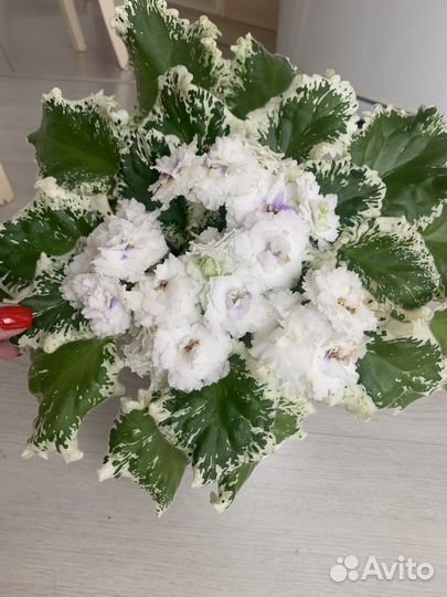 Фиалка белая Королевская