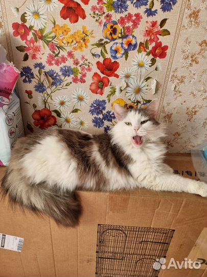 Молодая кошечка в добрые ручки