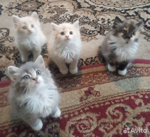 Котятки в добрые руки