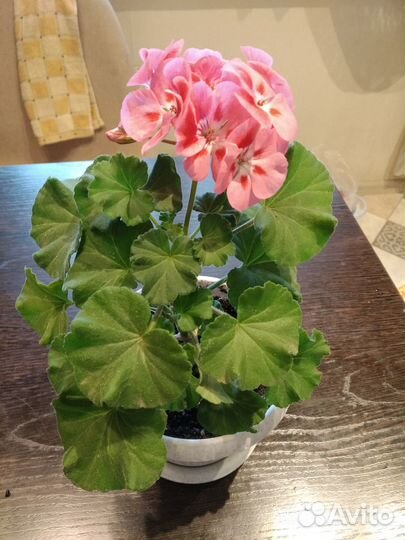 Пеларгония сортовая - черенки укорененные