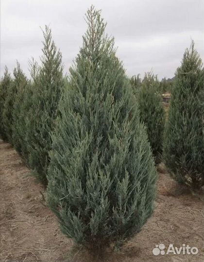 Можжевельник Скайрокет, Виргинский, Казацкий