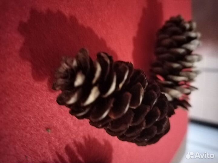 Продам сосновую или пихтовую шишку