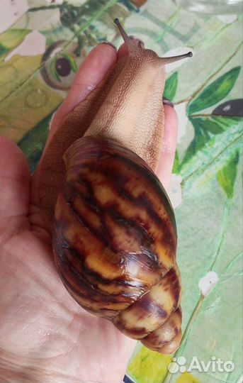 Архахатина маргината овум