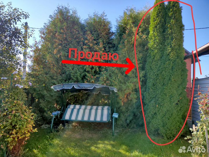 Туя смарагд