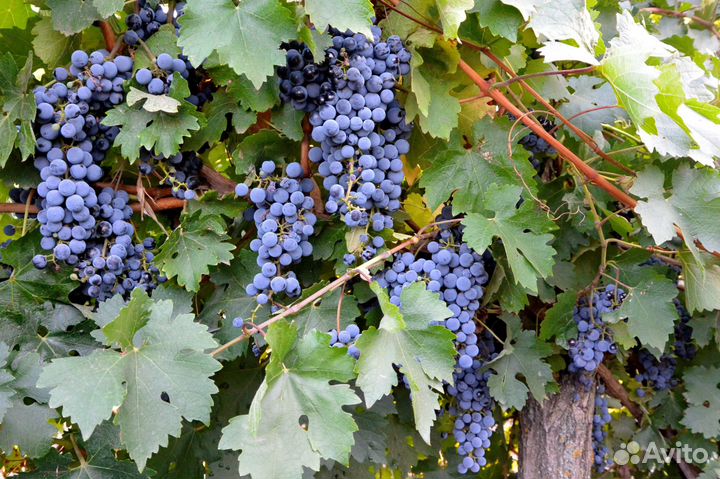 Виноград очень сладкий