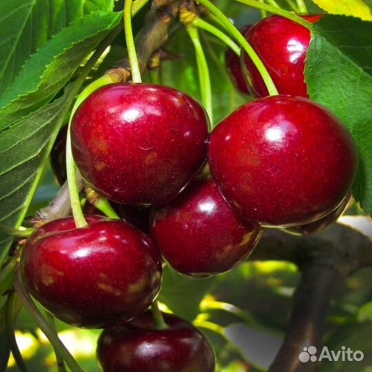 Саженцы вишни