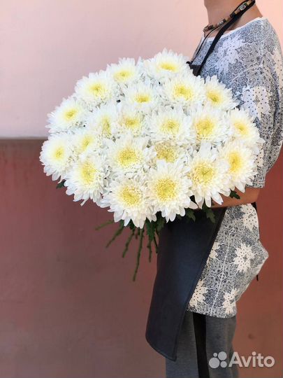 Хризантема крымская