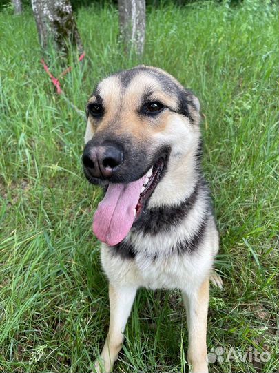 Восточноевропейская овчарка метис Джейна