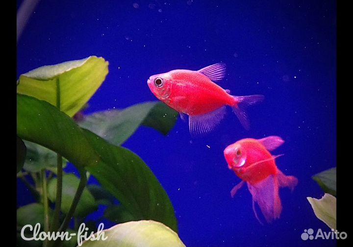 Аквариумные рыбки