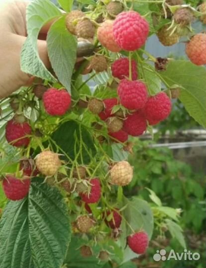 Рассада клубники Клери