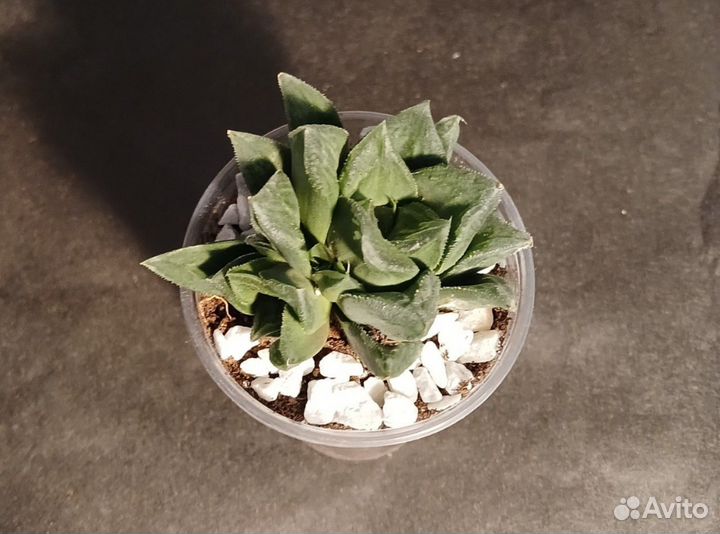 Хавортия ладьевидная