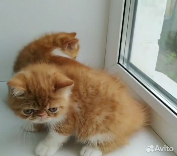 Котята экзоты