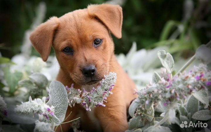 Подбор щенков