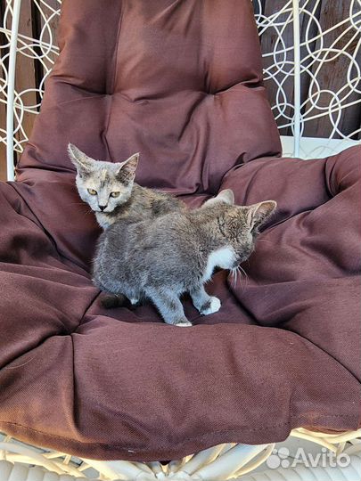 Кошки в добрые руки бесплатно