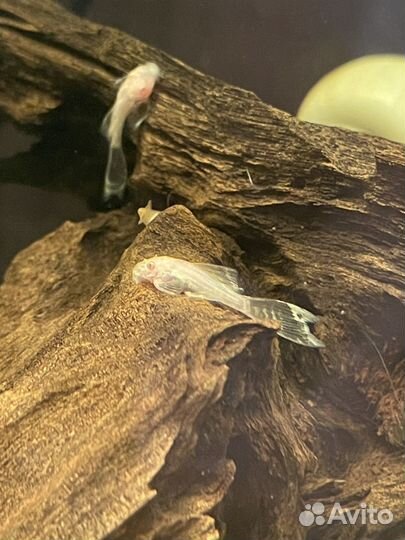 Сомики анцитрусы вуалевые