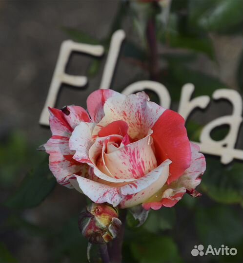 Роза чайная Филателия