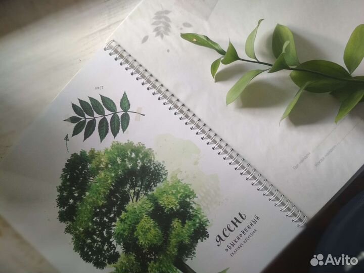 Мой гербарий. Цветы и травы. Листья деревьев