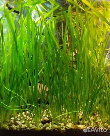 Растения Валлиснерия Роголистник