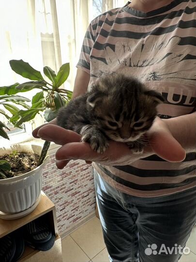 Котята